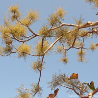 Sterculia urens Roxb.